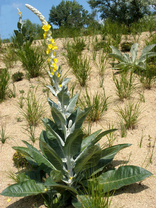 verbascum-polarsommer