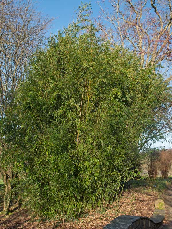 Phyllostachys nigra Henonis