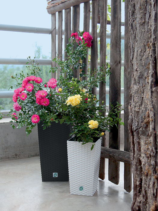 Pflanzkuebel Rato Square bepflanzt