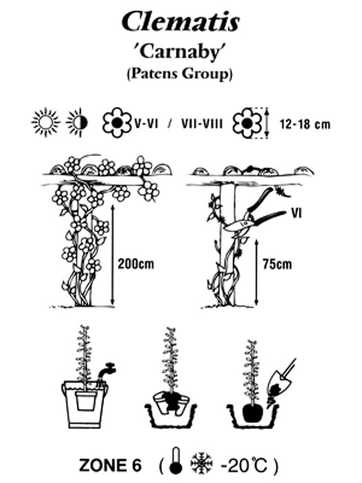 clematis-carnaby Pflanzbeschreibung für die Clematis