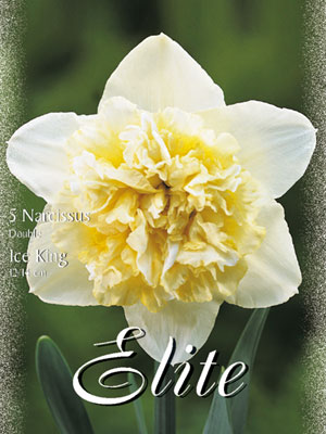 narcissus_ice_king_double Gefüllte Narzisse 'Ice King' (Art.Nr. 595878)