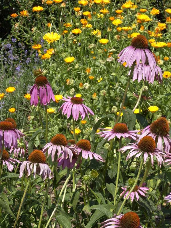 Echinacea purpurea - Purpursonnenhut Echinacea purpurea