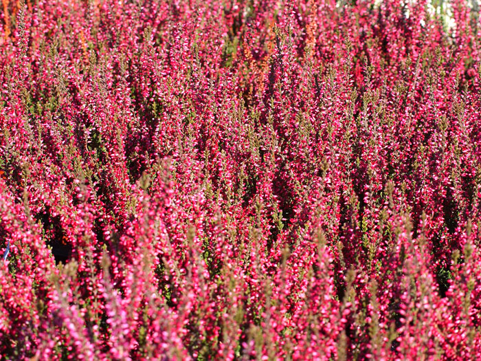 calluna-athene Flächige Bepflanzung mit der Knospenheide 'Athene'