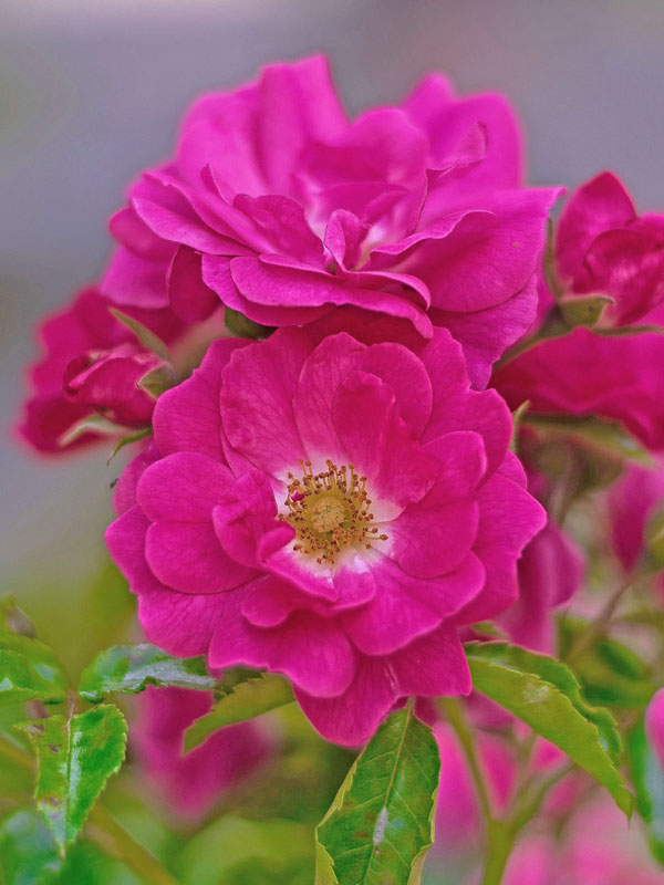 Blüte Rose Hotline Bluete Rose Hotline