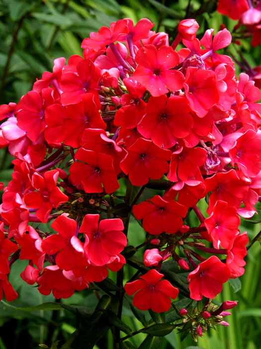 phlox-starfire Phlox paniculata 'Starfire' (M), Flammenblume, Sommerphlox