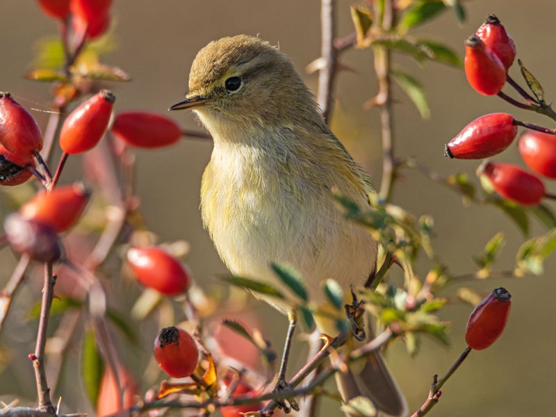 Ein Vogel, der in einem Wildbeerenstrauch mit roten Beeren sitzt