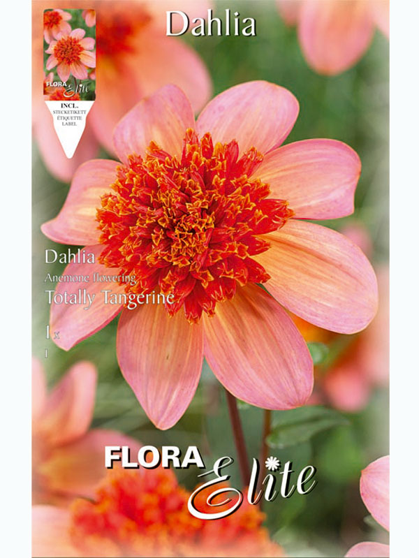 dahlie-totally-tangerine