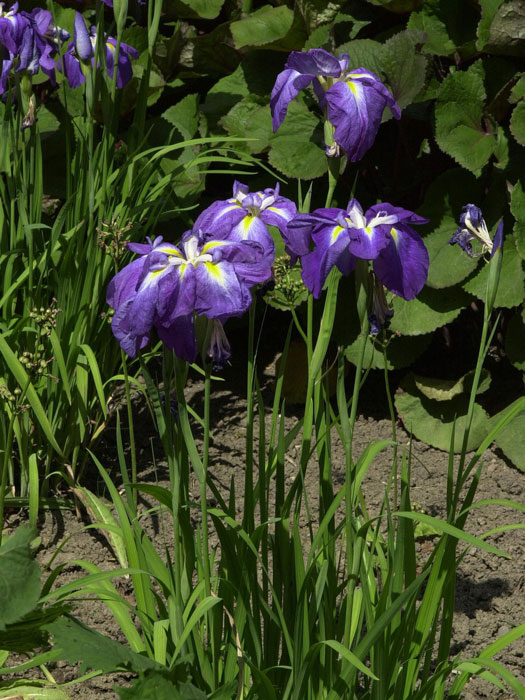 japanische-sumpfiris Iris ensata,  Japanische Sumpfiris