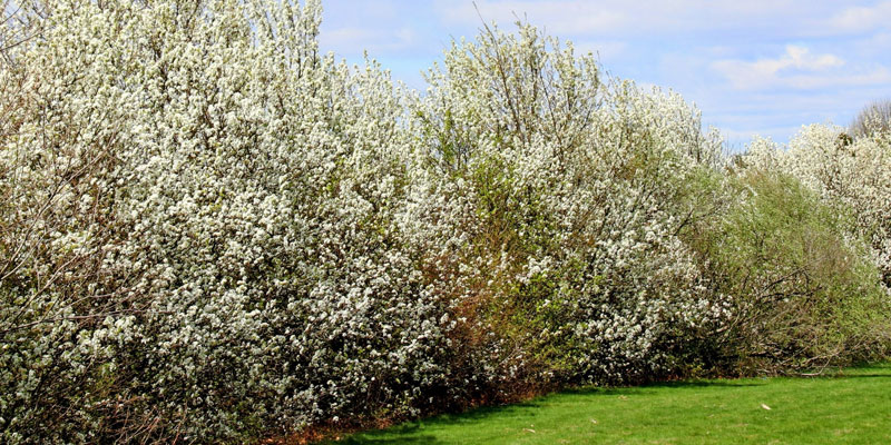 Inspiration: Wildobst im Garten integrieren