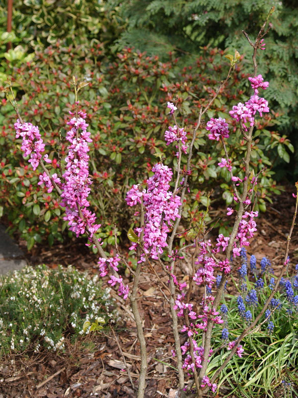 cercis-avondale-bluete