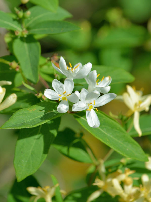 Nahaufnahme einer Bluete einer Lonicera xylosteum