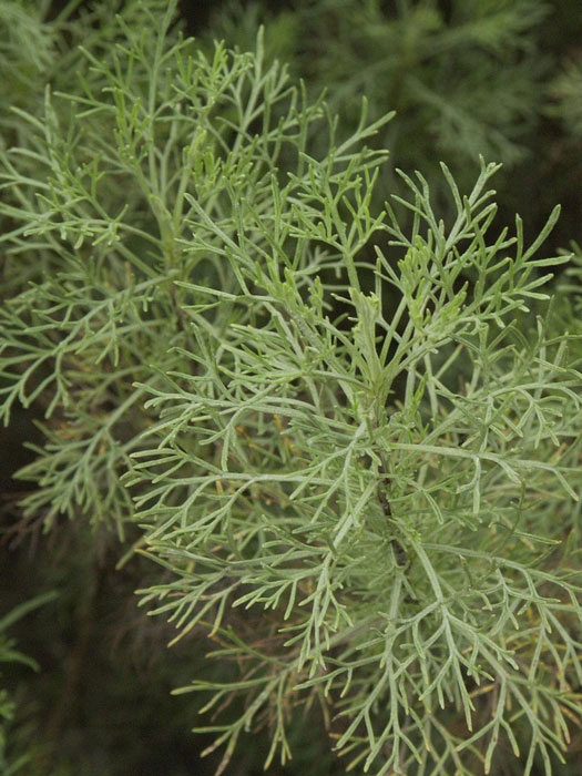 artemisia-abrotanum Colastrauch, Kampfer-Eberraute, Artemisia camphorata
