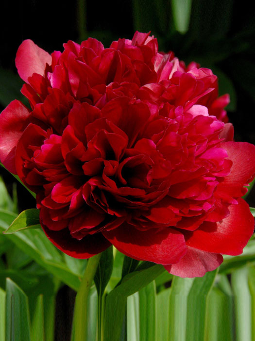 paeonia-rubra-plena Paeonia officinalis 'Rubra Plena', echte Bauern-Pfingstrose