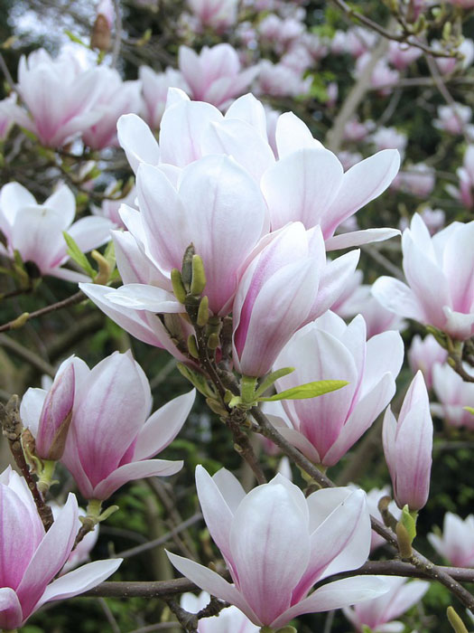 tulpenmagnolie Tulpen-Magnolie Blüte