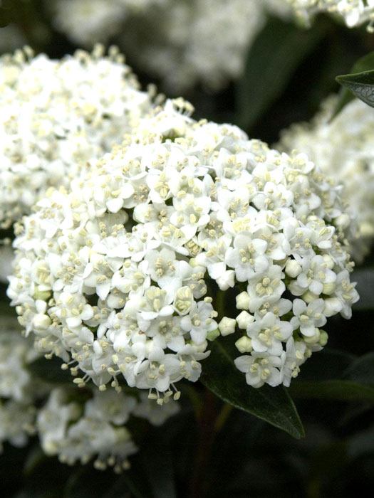 viburnum-tinus-bluete Lorbeer-Schneeball Blüte