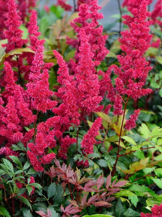 astilbe-fanal Üppige Blütenstände der Prachtspiere 'Fanal'