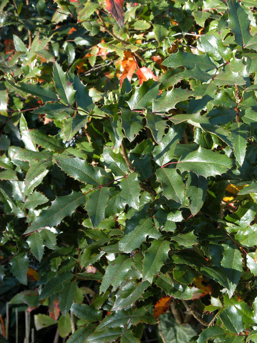 mahonie-blatt Mahonie Blatt