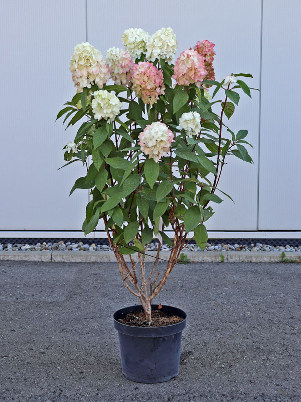 Bluehende Hydrangea Bloody Marie im Container
