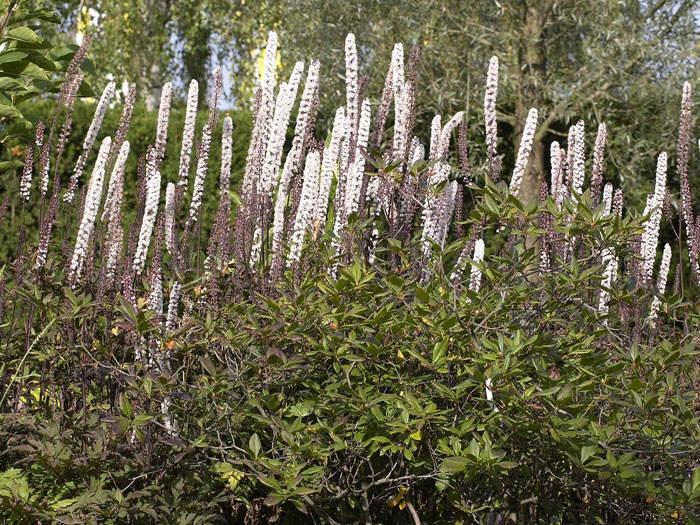 silberkerze-atropurpurea Actaea simplex 'Atropurpurea', September-Silberkerze, Trauben-Silberkerze