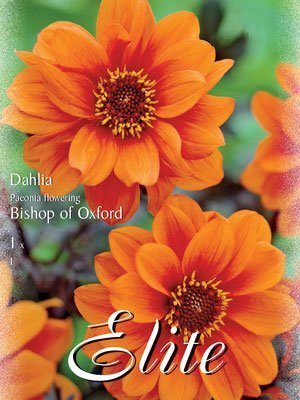Duplex-Dahlie 'Bishop of Oxford', Dahlia (Art.Nr. 520692)