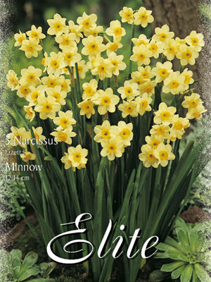 narcissus_minnow_tazetta