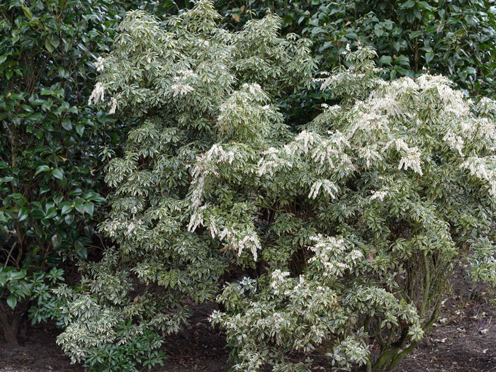 pieris-variegata Schattenglöckchen Variegata Strauch