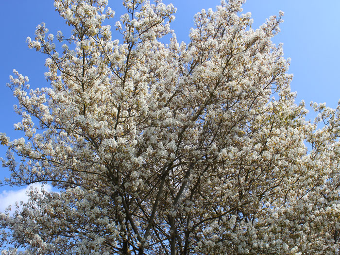 amelanchier-lamarcki355599cf8cc842 Krone der Kupfer-Felsenbirne währende der Blüte