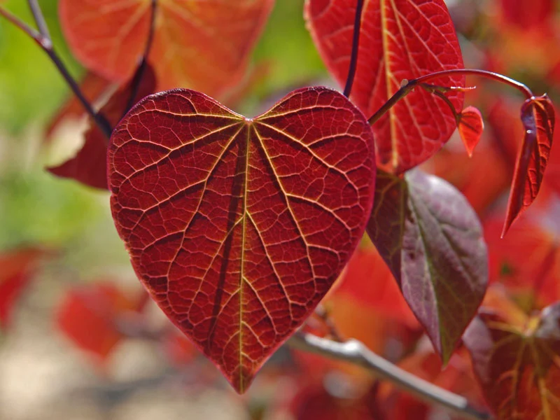 Cercis canadensis 'Forest Pansy', Kanadischer Judasbaum - Hochstamm  - XXL-Produkt Cercis canadensis 'Forest Pansy', Kanadischer Judasbaum - Hochstamm  - XXL-Produkt