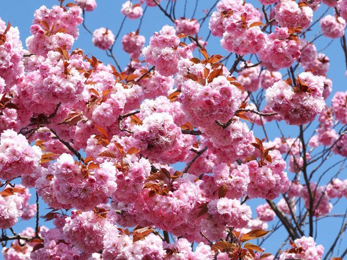 Nelkenkirsche Kanzan Blüte