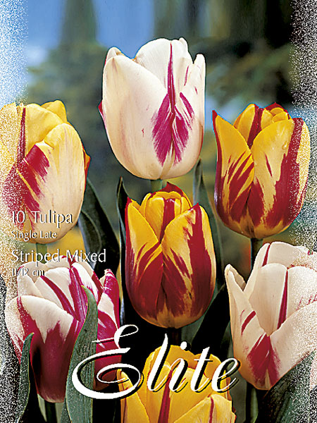 tulpe_rembrandt_prachtmisch_82251_0 Rembrandt-Tulpen-Prachtmischung (Art.Nr. 595380)