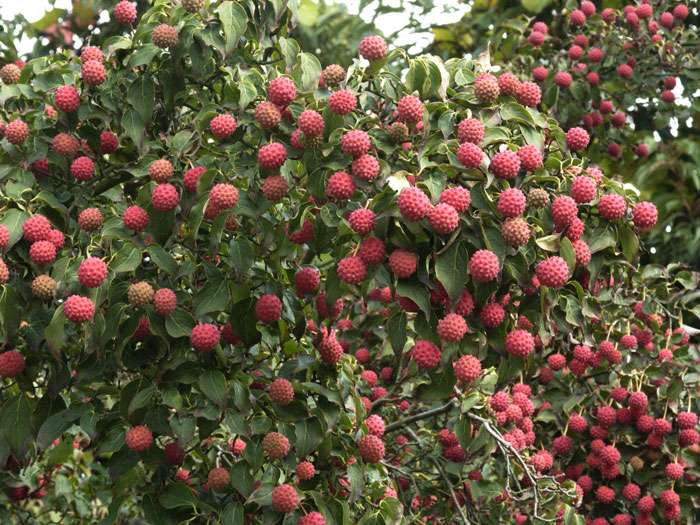 blumenhartriegel-frucht55599babf0f4c Üppiger Fruchtbehang