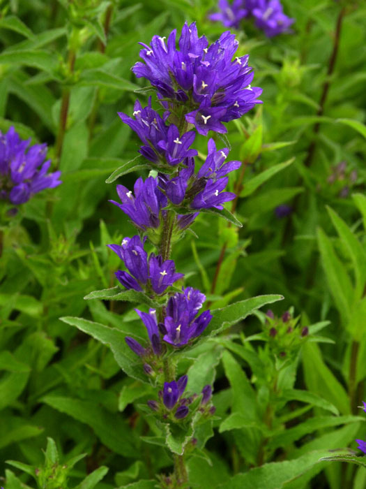 glockenblume-acaulis