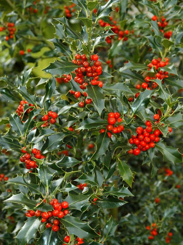 Blaetter und Beeren eines Ilex aquifolium