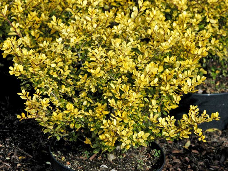 Ilex crenata Golden Gem