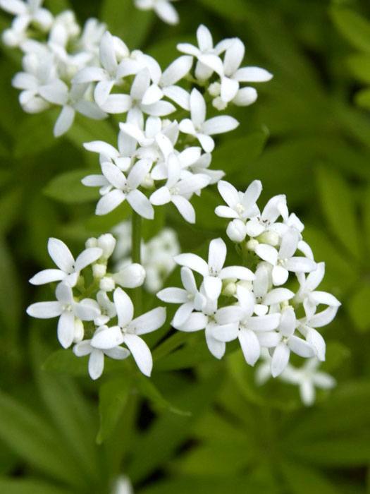 galium-odoratum-bluete Waldmeister Blüte