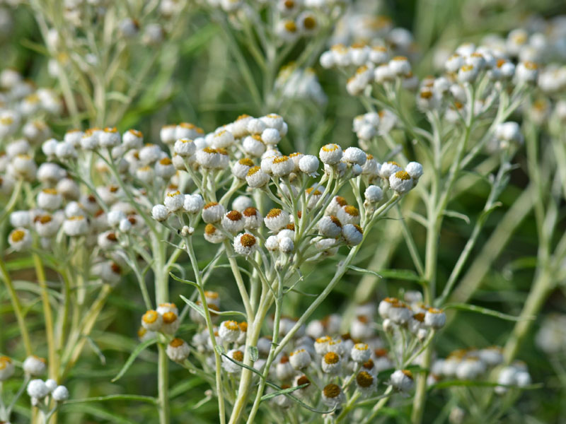 Bluete der Anaphalis triplinervis Sommerschnee