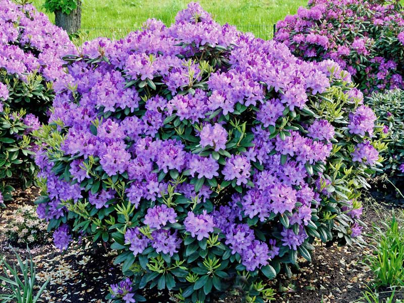Strauch eines Rhododendron Catawbiense Grandiflorum 