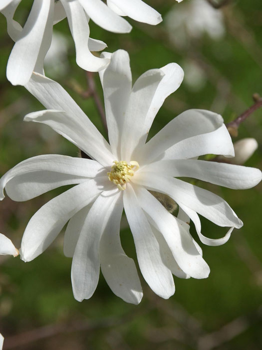 magnolie-royal-star-bluete Sternmagnolie Royal Star
