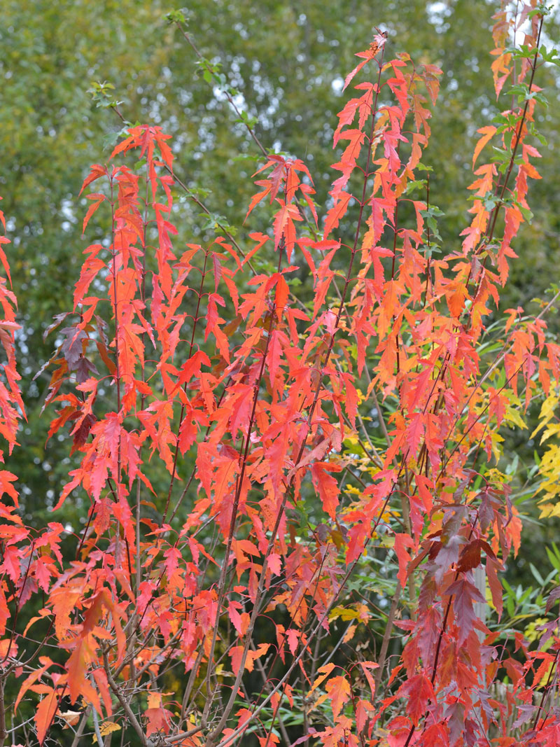 acer-ginala-tataricum-5