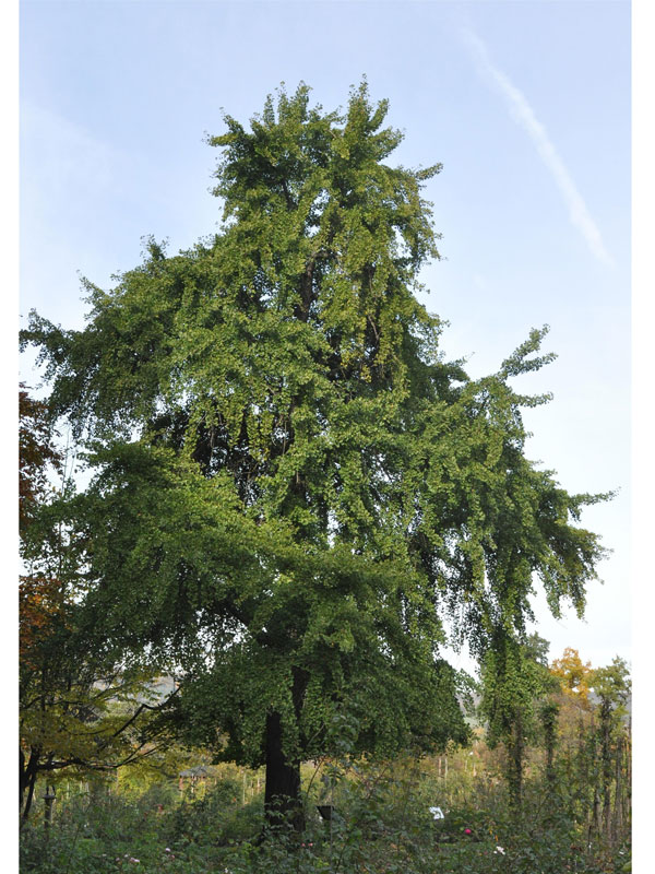 Ginkgo biloba, Fächerblattbaum - Hochstamm - XXL-Produkt Ginkgo biloba, Fächerblattbaum - Hochstamm - XXL-Produkt