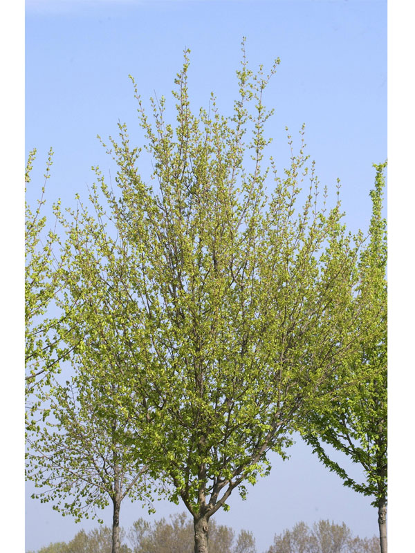 Acer campestre 'Elsrijk', Kegel-Feldahorn - Hochstamm - XXL-Produkt Acer campestre 'Elsrijk', Kegel-Feldahorn - Hochstamm - XXL-Produkt