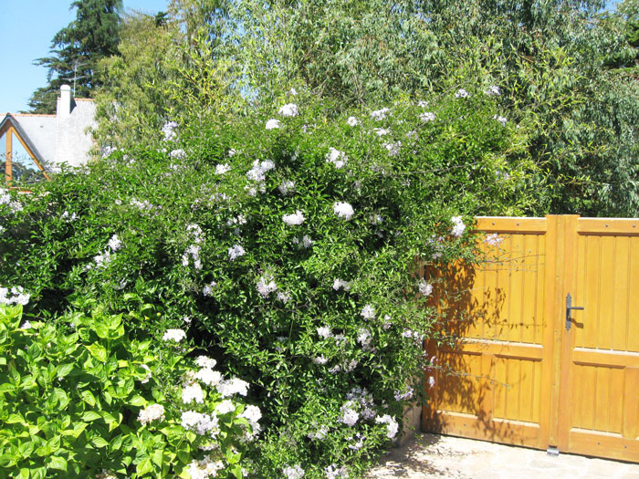 solanum-jasminoides Solanum jasminoides, Sommerjasmin