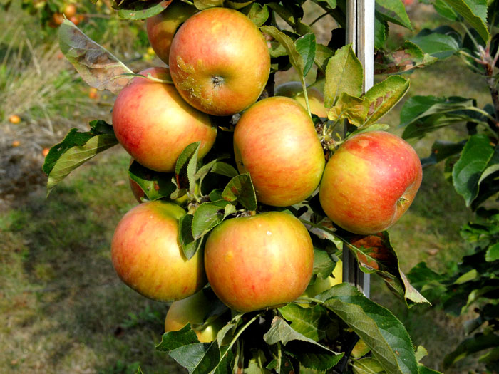 malus-rondo