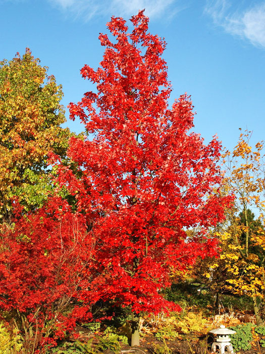 Liquidambar styraciflua, Amberbaum