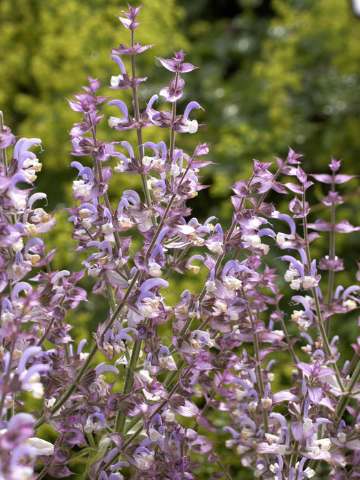 salvia-sclarea555999a2d8555 Muskatsalbei, Muskateller Salbei,  Salvia sclarea
