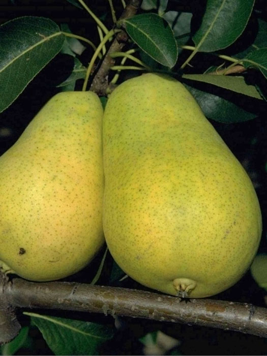 birne-fruehe-von-trevoux55599421543b5 Birne Frühe aus Trévoux