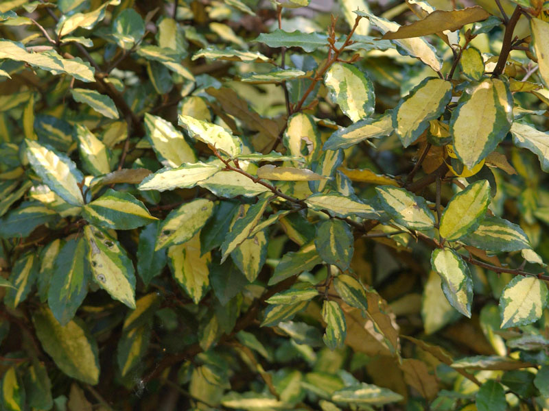 Elaeagnus pungens 'Maculata', Buntlaubige Ölweide Elaeagnus pungens 'Maculata', Buntlaubige Ölweide