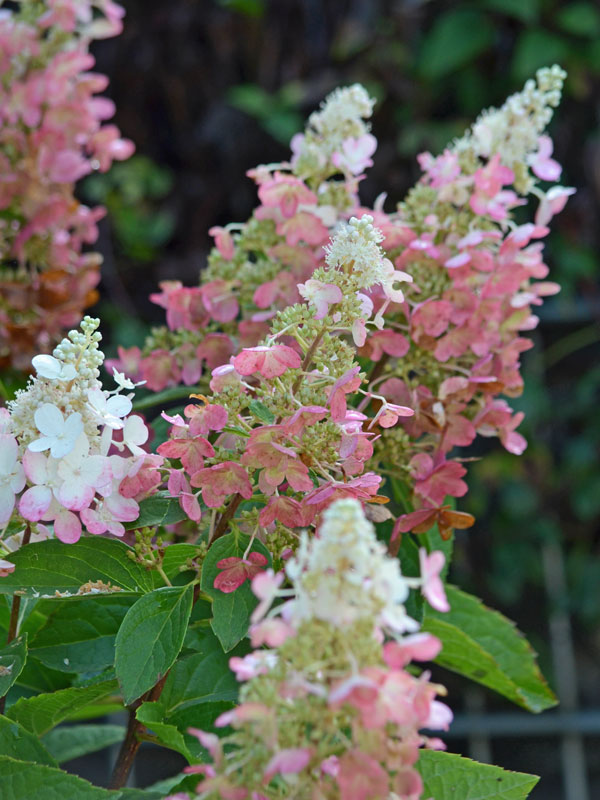 Bluete der Hortensie Pinky Winky