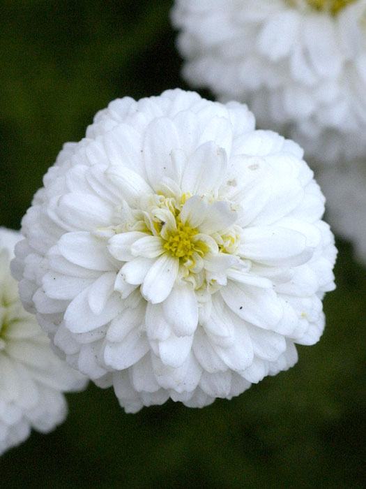 chamaemelum-plenum Gefüllte, weiße Blüte der römischen Scheinkamille 'Plena'