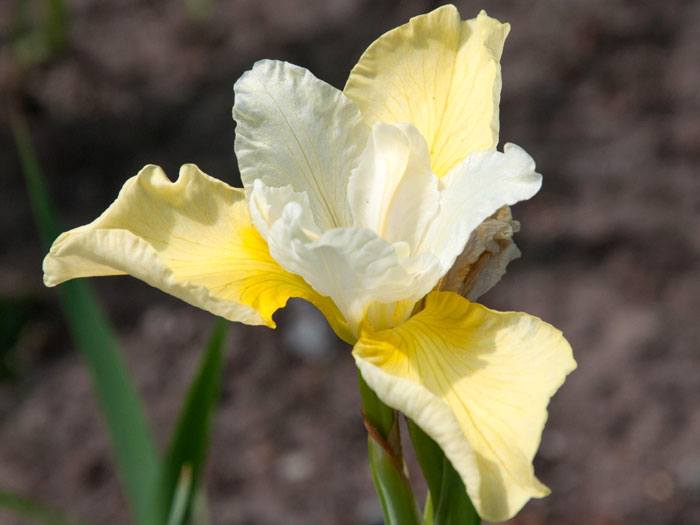 wiesen-iris-butter-sugar
